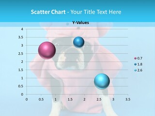 A Boston Terrier In A Pig Costume PowerPoint Template