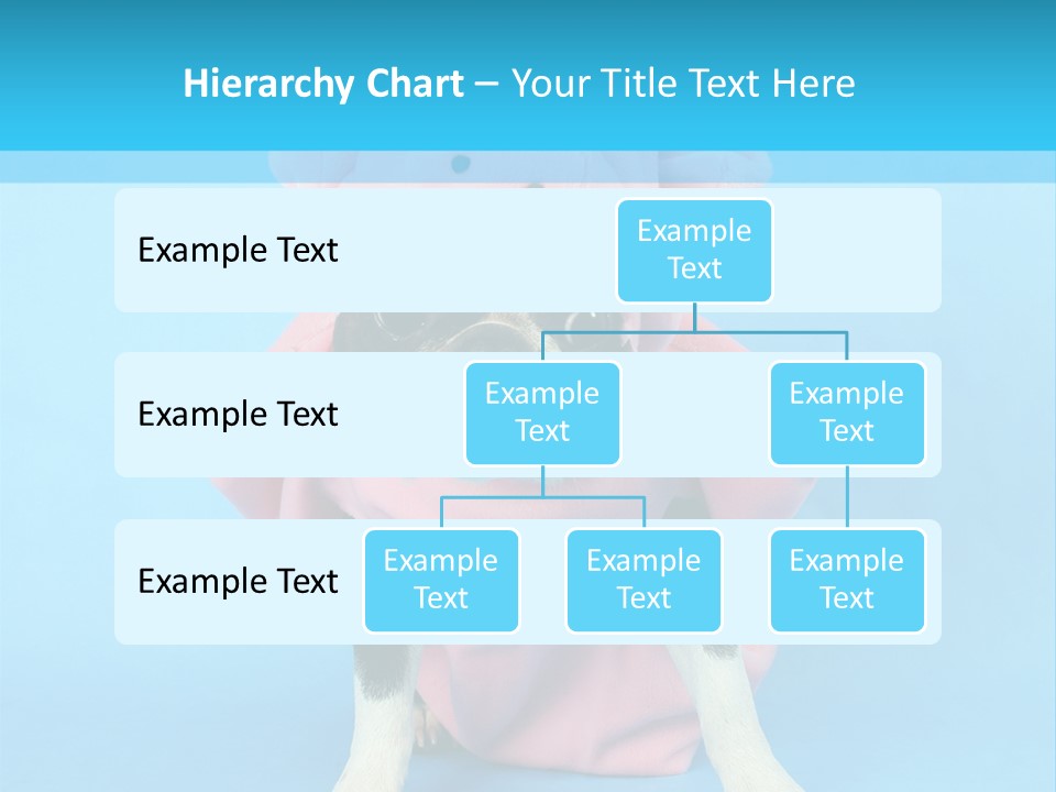 A Boston Terrier In A Pig Costume PowerPoint Template