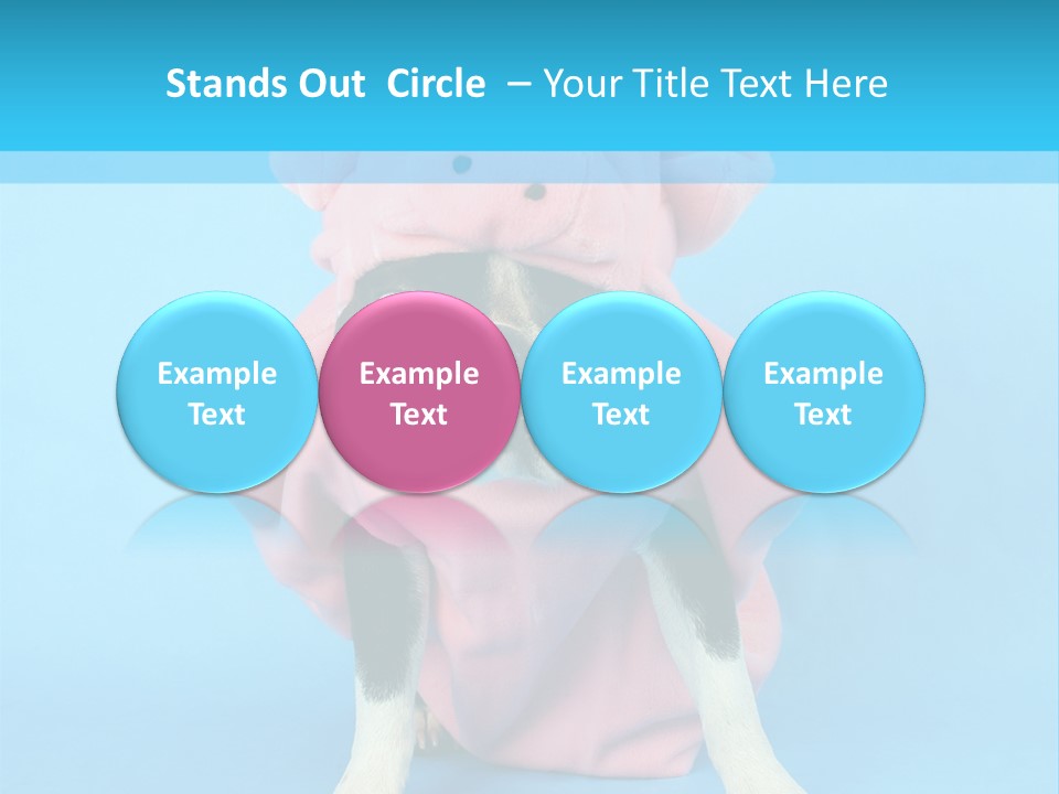 A Boston Terrier In A Pig Costume PowerPoint Template