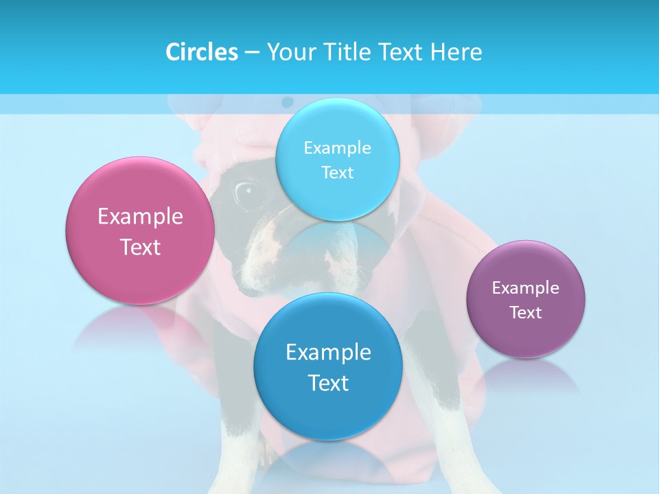 A Boston Terrier In A Pig Costume PowerPoint Template