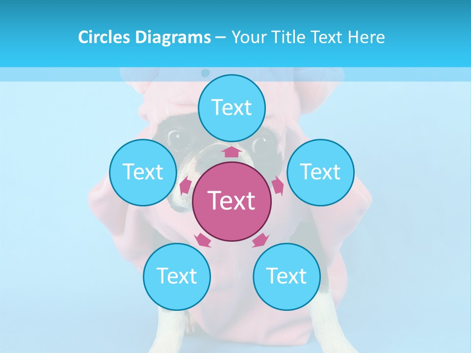 A Boston Terrier In A Pig Costume PowerPoint Template