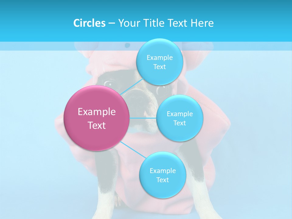 A Boston Terrier In A Pig Costume PowerPoint Template