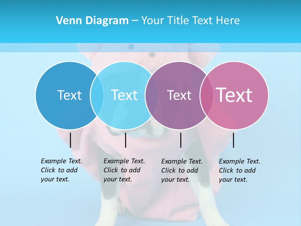 A Boston Terrier In A Pig Costume PowerPoint Template