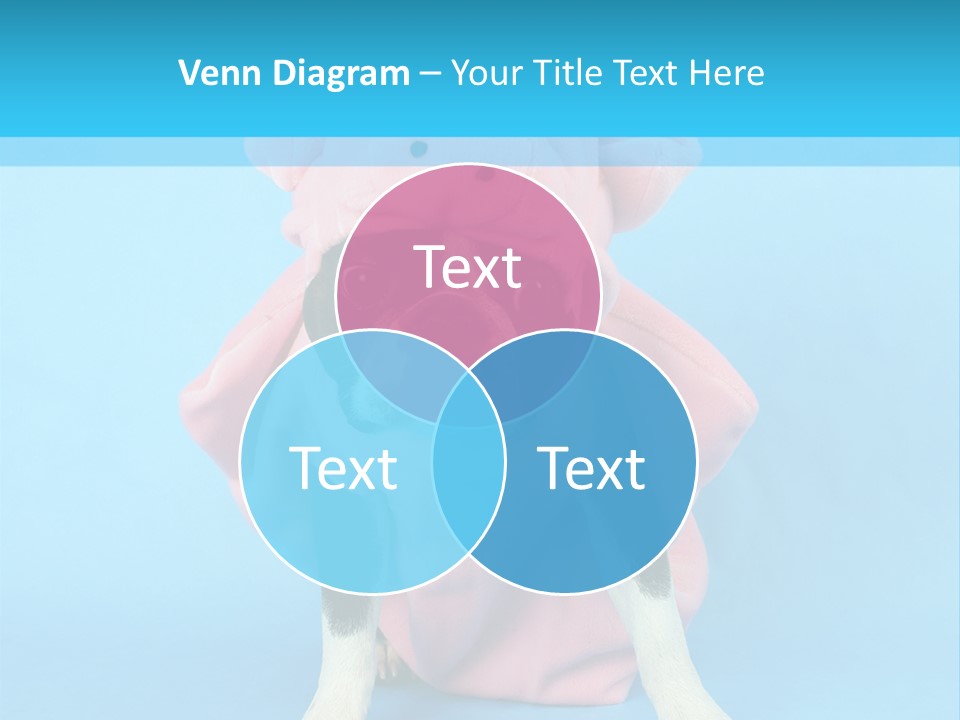 A Boston Terrier In A Pig Costume PowerPoint Template