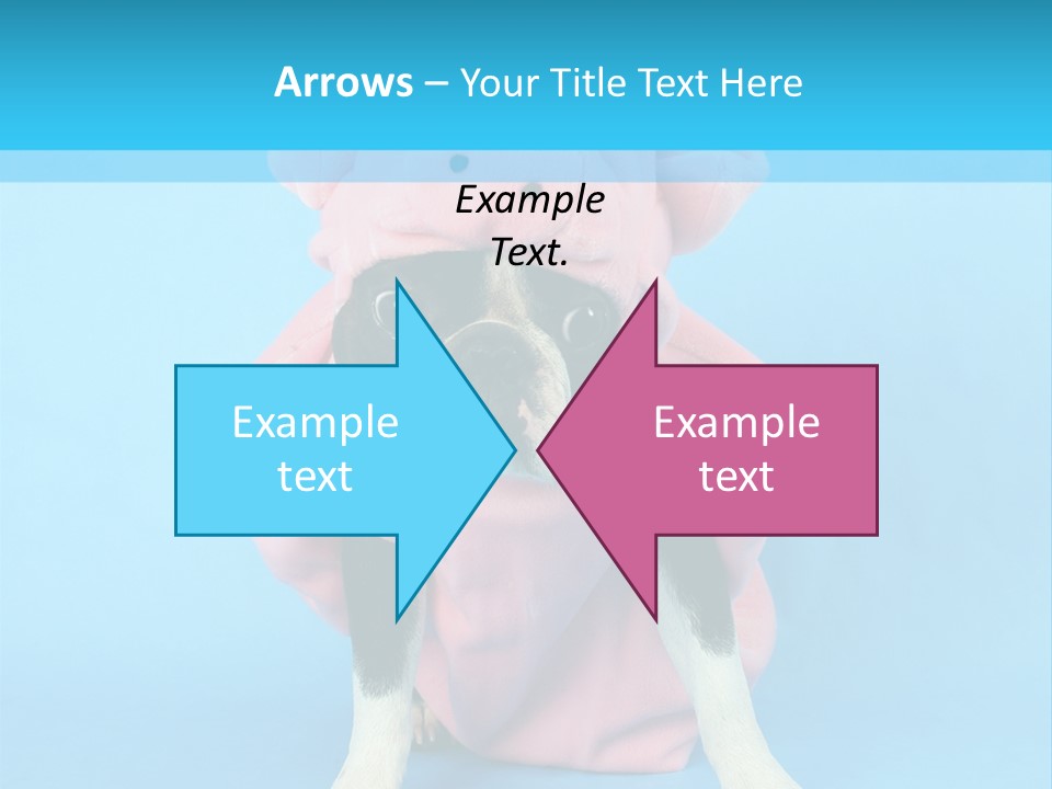 A Boston Terrier In A Pig Costume PowerPoint Template