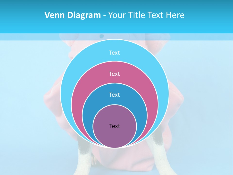 A Boston Terrier In A Pig Costume PowerPoint Template