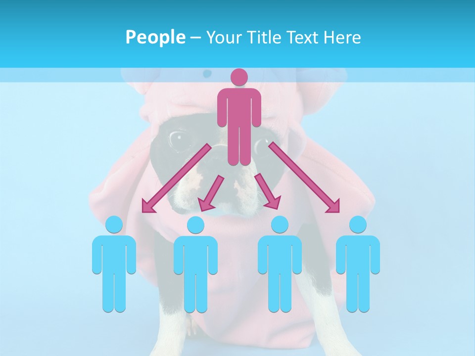 A Boston Terrier In A Pig Costume PowerPoint Template