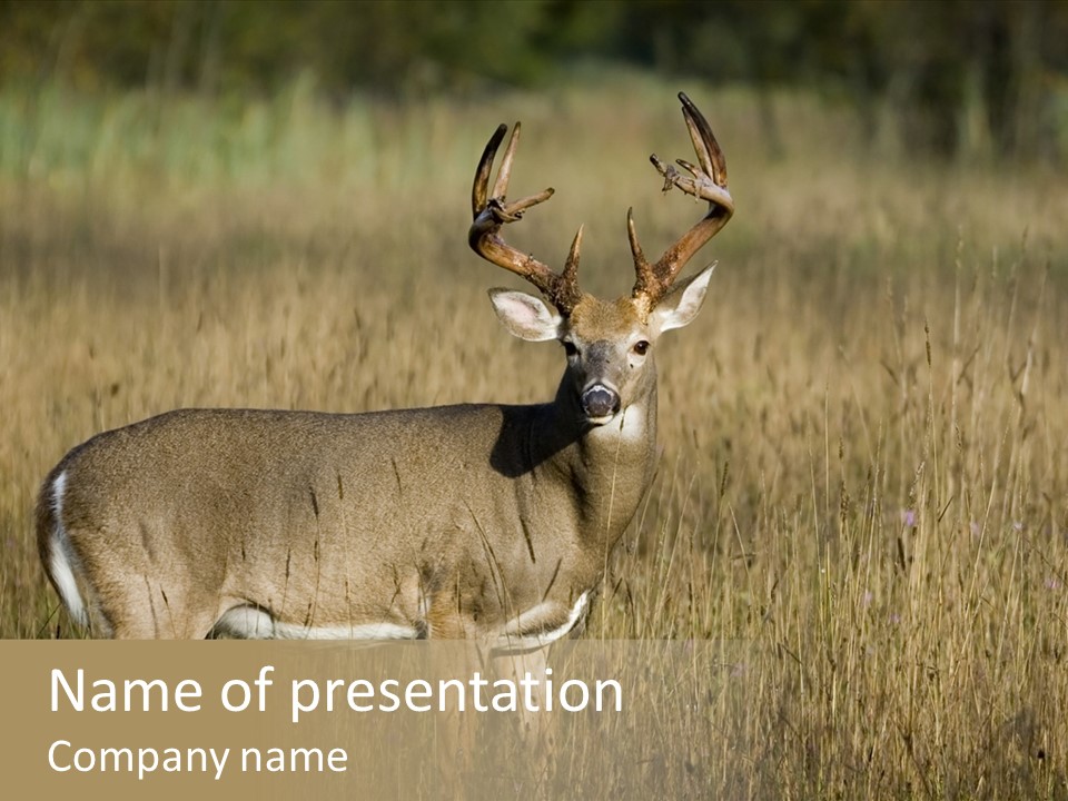 Whitetail Deer Buck In A Meadow. PowerPoint Template