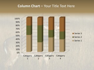 Whitetail Deer Buck In A Meadow. PowerPoint Template