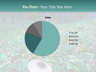 Mushroom In The Forest PowerPoint Template