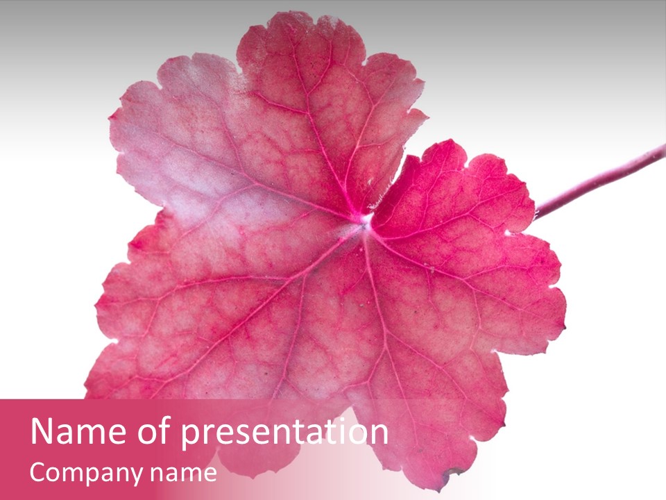 A Magenta Leaf Isolated On A White Background PowerPoint Template