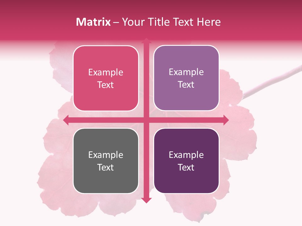 A Magenta Leaf Isolated On A White Background PowerPoint Template