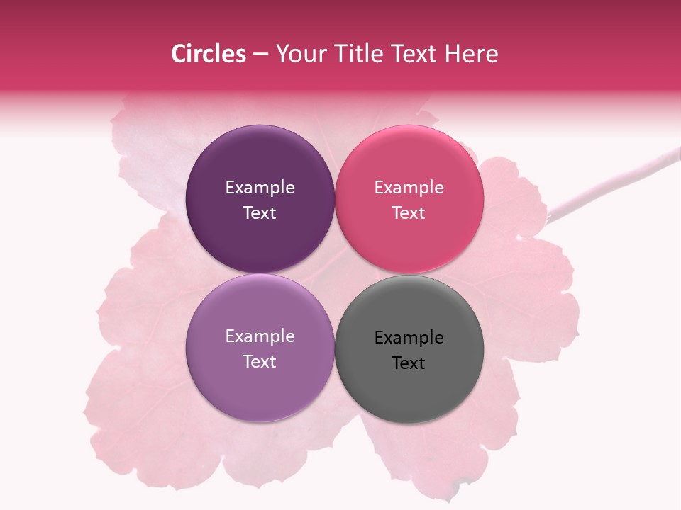 A Magenta Leaf Isolated On A White Background PowerPoint Template