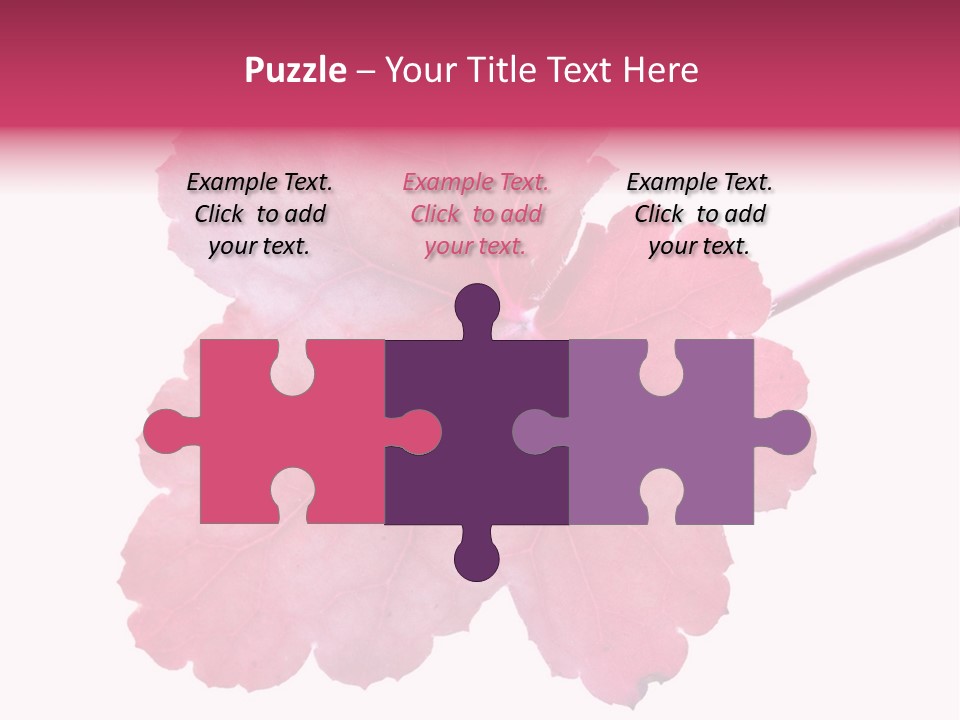 A Magenta Leaf Isolated On A White Background PowerPoint Template