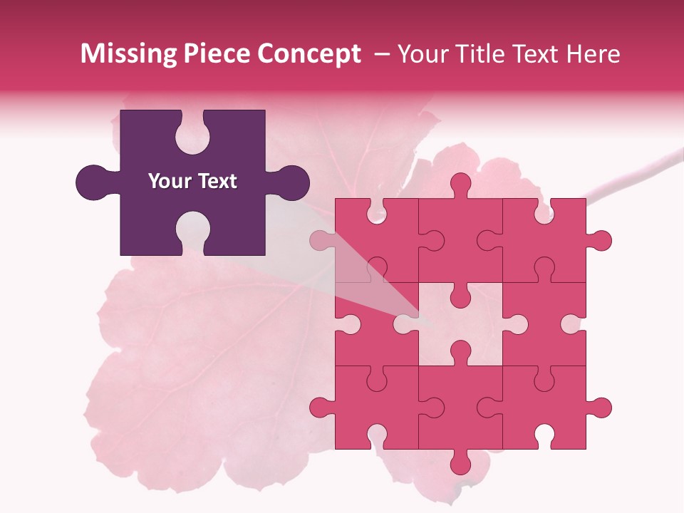 A Magenta Leaf Isolated On A White Background PowerPoint Template