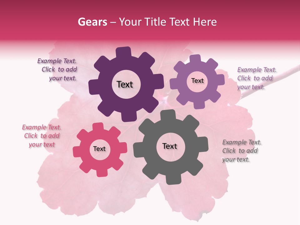 A Magenta Leaf Isolated On A White Background PowerPoint Template