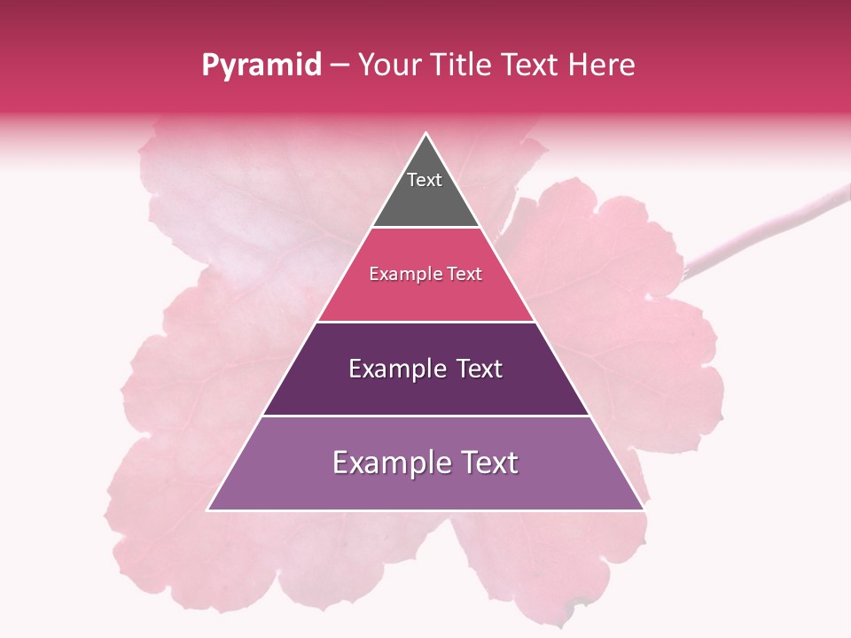 A Magenta Leaf Isolated On A White Background PowerPoint Template