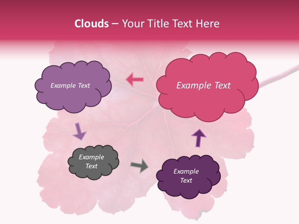 A Magenta Leaf Isolated On A White Background PowerPoint Template