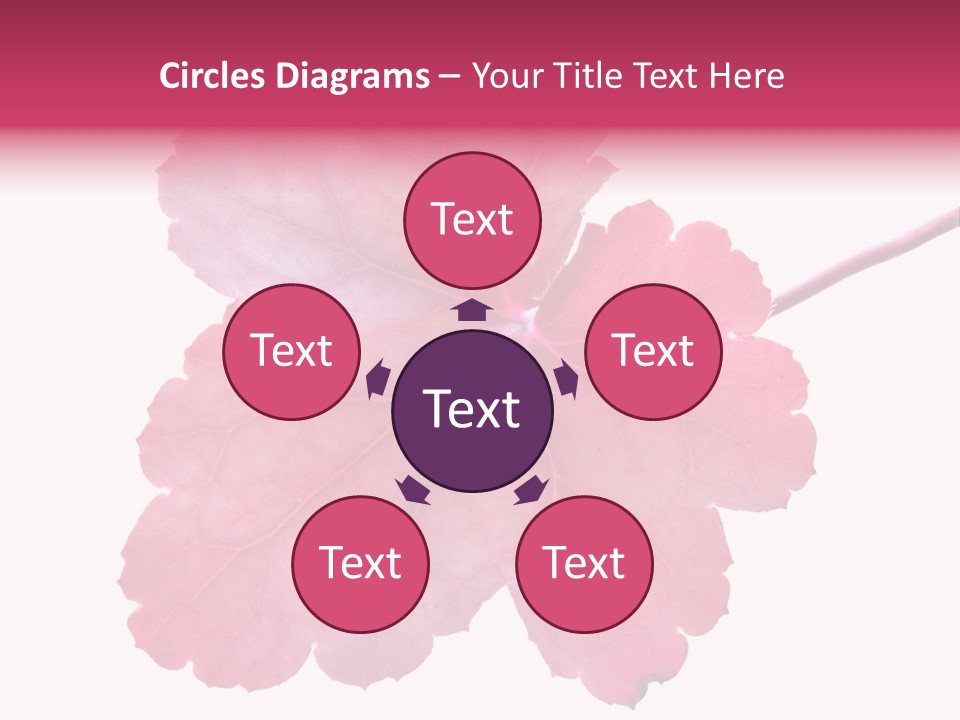 A Magenta Leaf Isolated On A White Background PowerPoint Template