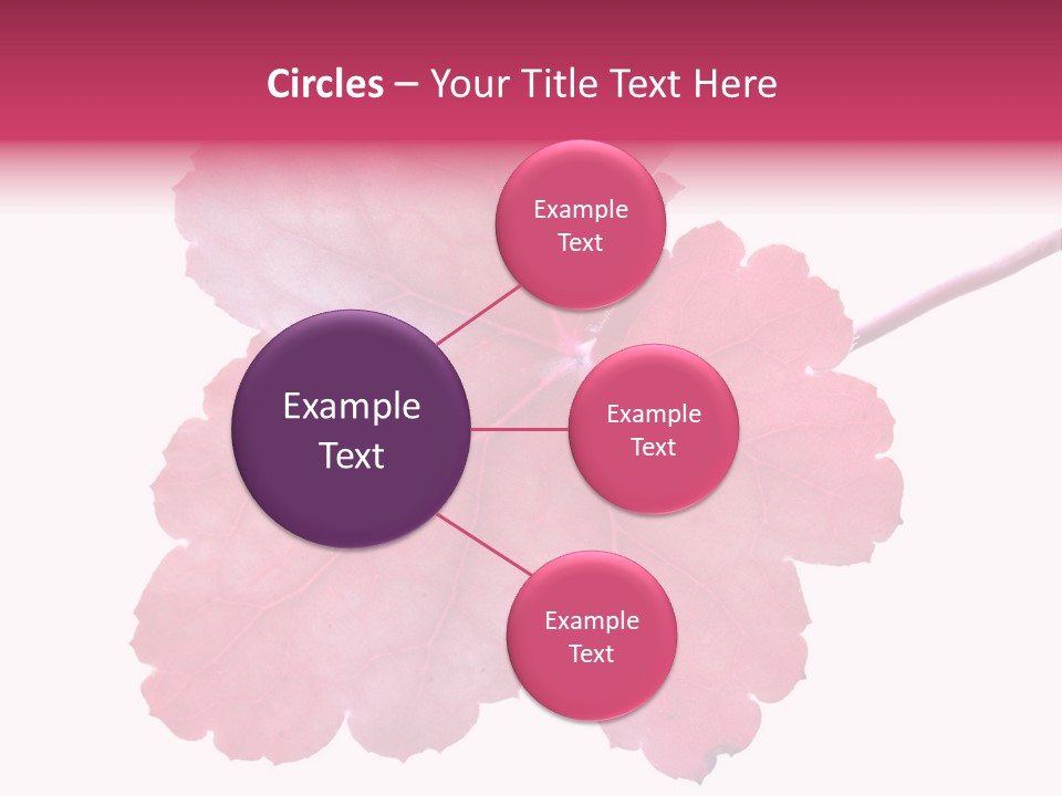 A Magenta Leaf Isolated On A White Background PowerPoint Template