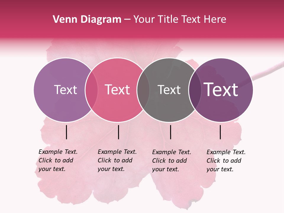 A Magenta Leaf Isolated On A White Background PowerPoint Template