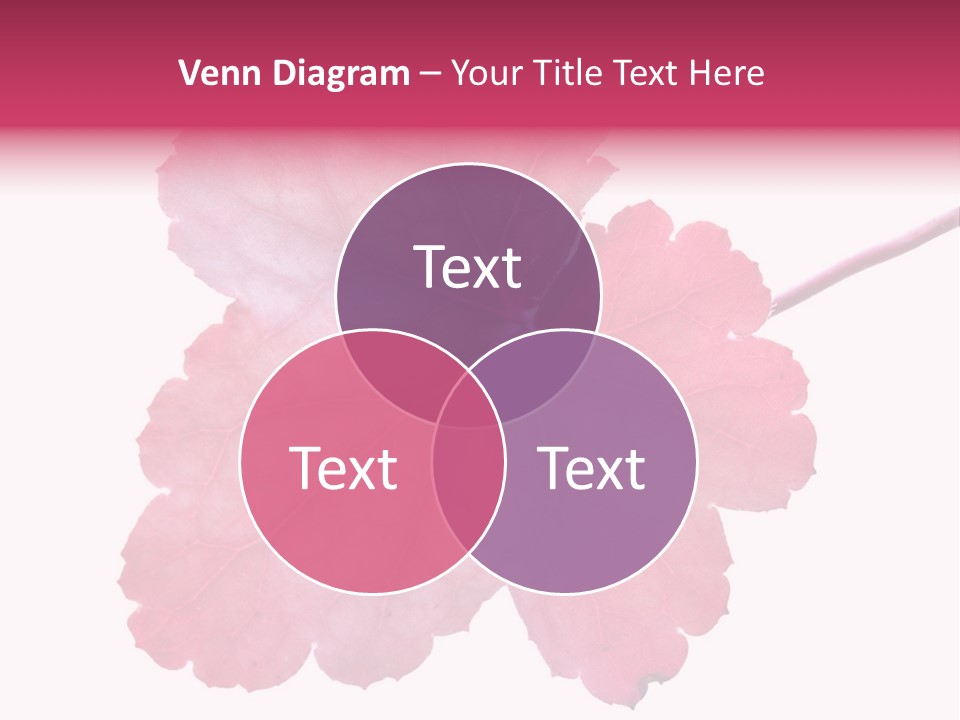 A Magenta Leaf Isolated On A White Background PowerPoint Template