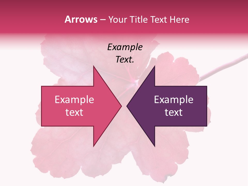 A Magenta Leaf Isolated On A White Background PowerPoint Template