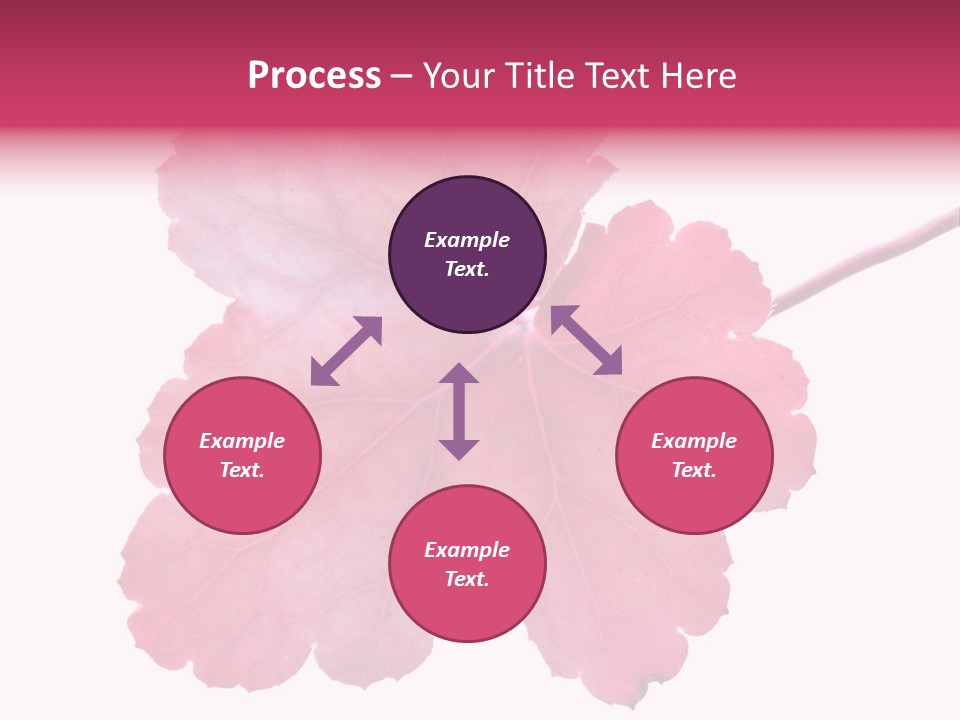 A Magenta Leaf Isolated On A White Background PowerPoint Template