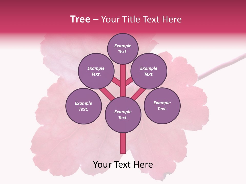 A Magenta Leaf Isolated On A White Background PowerPoint Template