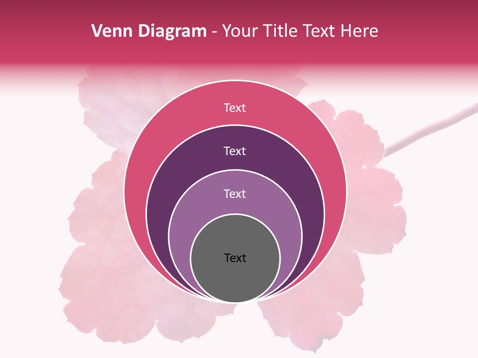 A Magenta Leaf Isolated On A White Background PowerPoint Template