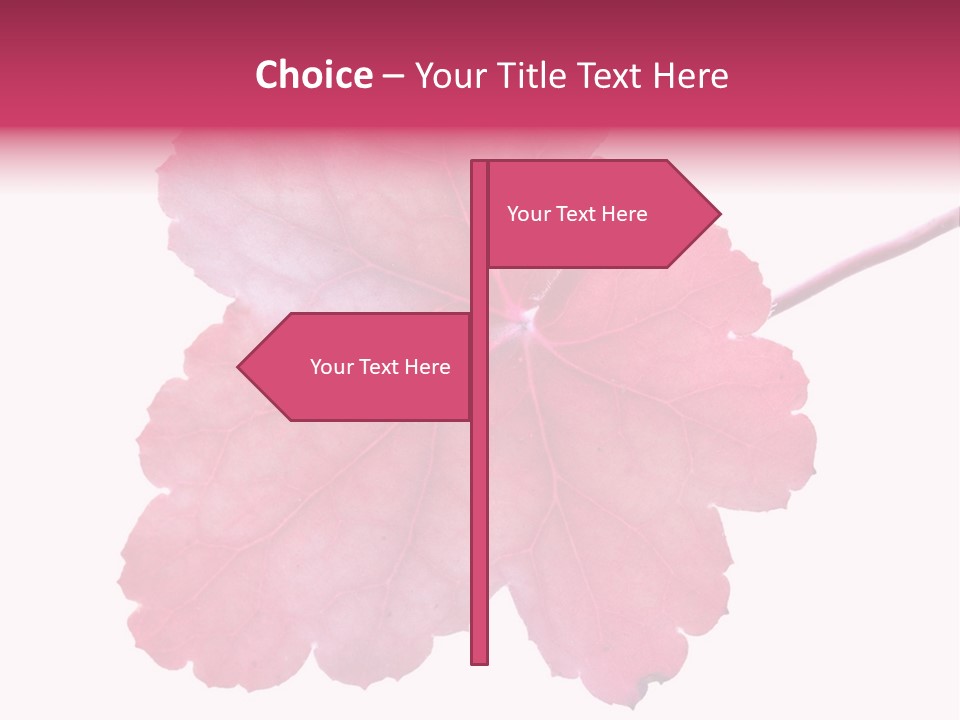 A Magenta Leaf Isolated On A White Background PowerPoint Template