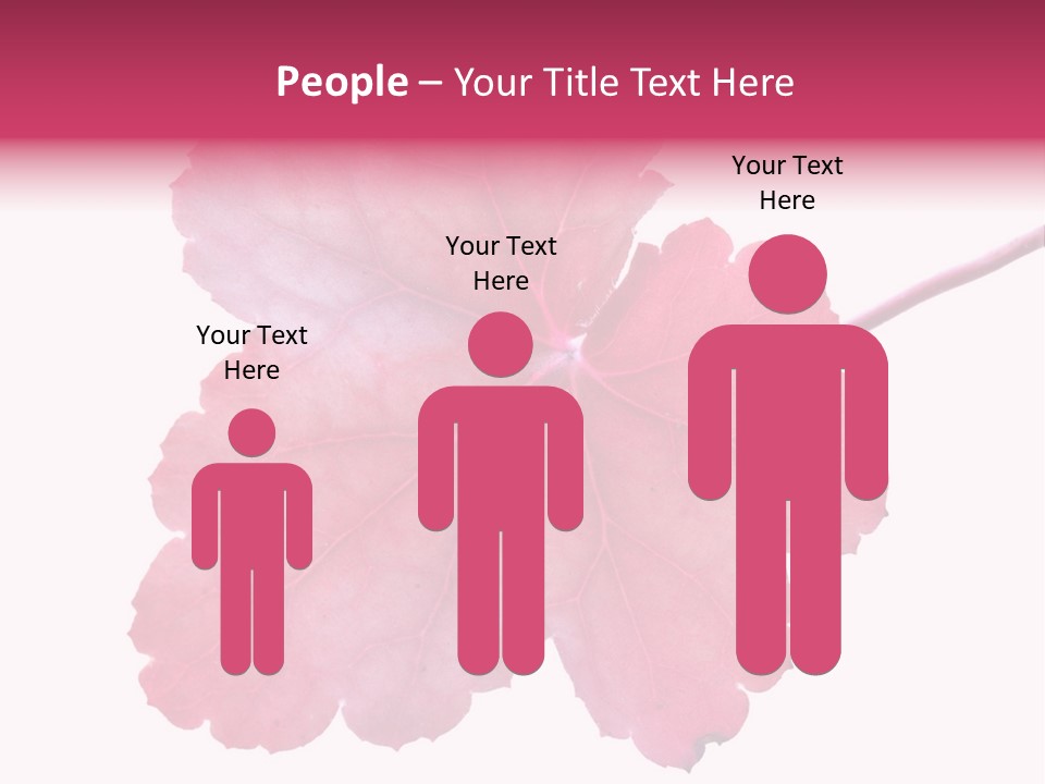 A Magenta Leaf Isolated On A White Background PowerPoint Template