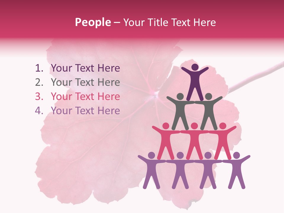 A Magenta Leaf Isolated On A White Background PowerPoint Template