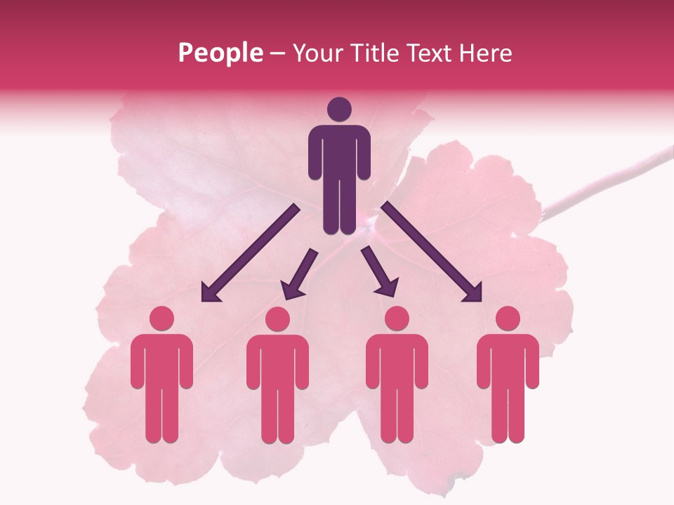 A Magenta Leaf Isolated On A White Background PowerPoint Template