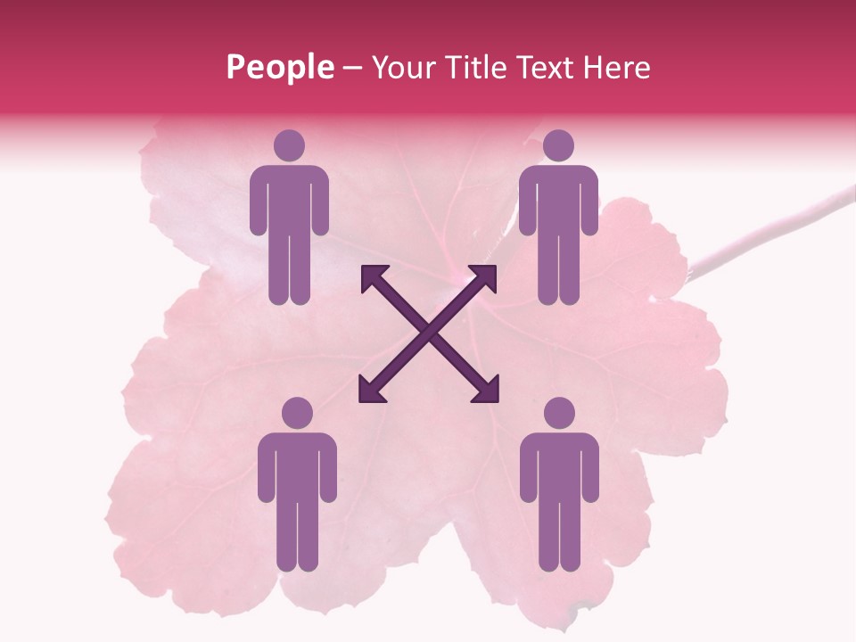 A Magenta Leaf Isolated On A White Background PowerPoint Template