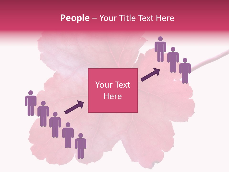 A Magenta Leaf Isolated On A White Background PowerPoint Template