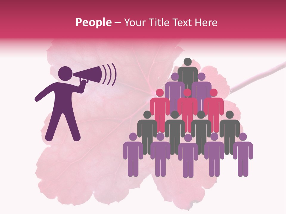 A Magenta Leaf Isolated On A White Background PowerPoint Template