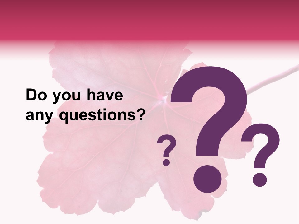 A Magenta Leaf Isolated On A White Background PowerPoint Template