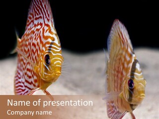 Colorful Tropical Symphysodon Discus Fish PowerPoint Template