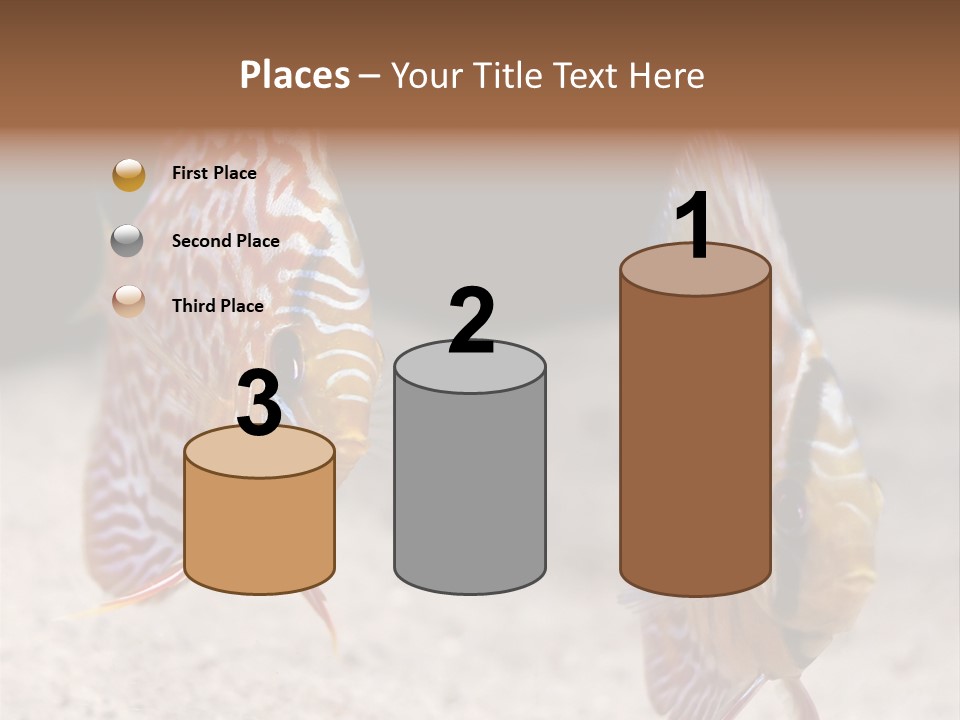 Colorful Tropical Symphysodon Discus Fish PowerPoint Template