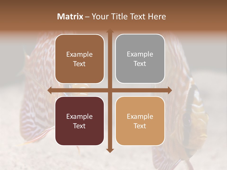 Colorful Tropical Symphysodon Discus Fish PowerPoint Template