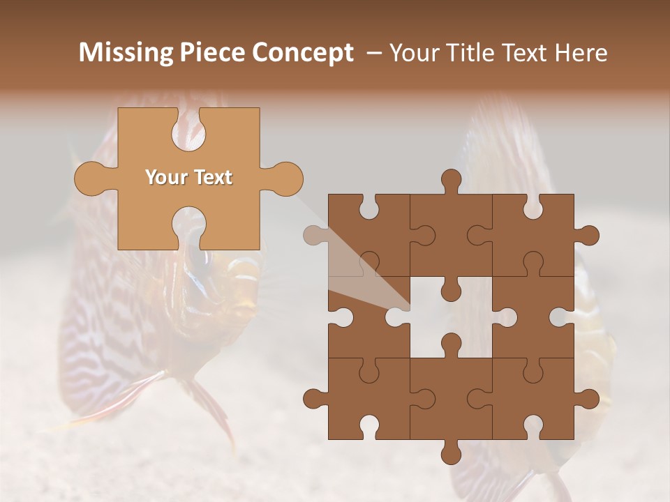 Colorful Tropical Symphysodon Discus Fish PowerPoint Template