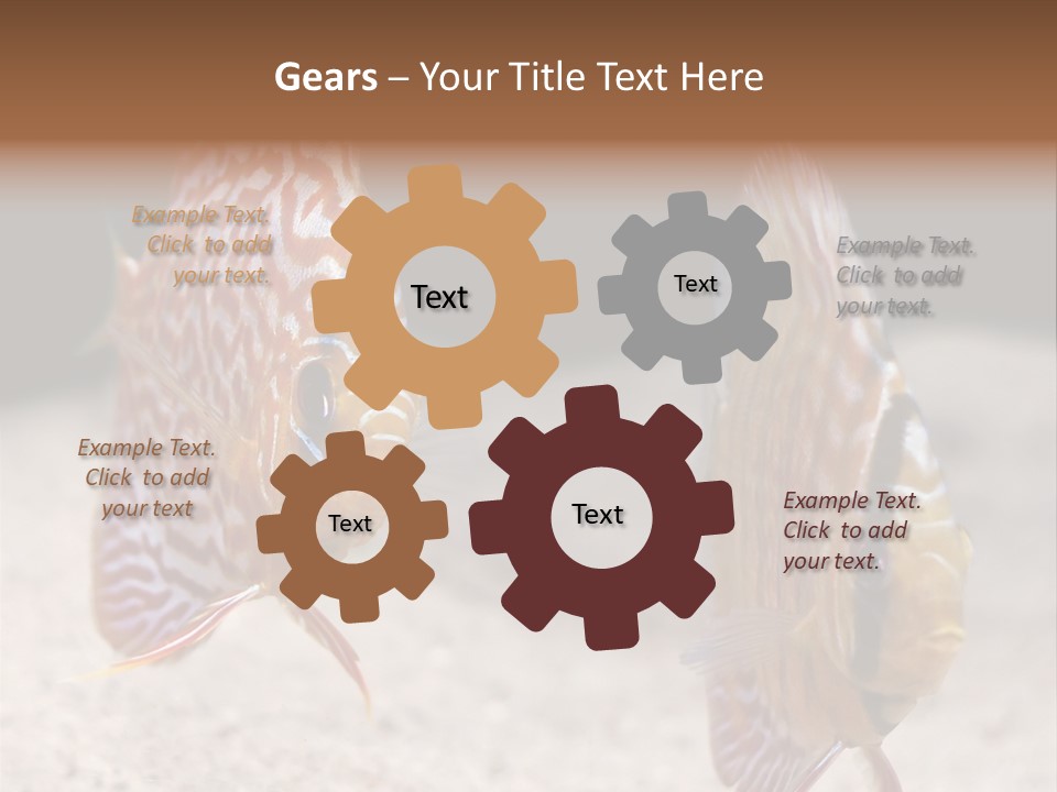 Colorful Tropical Symphysodon Discus Fish PowerPoint Template