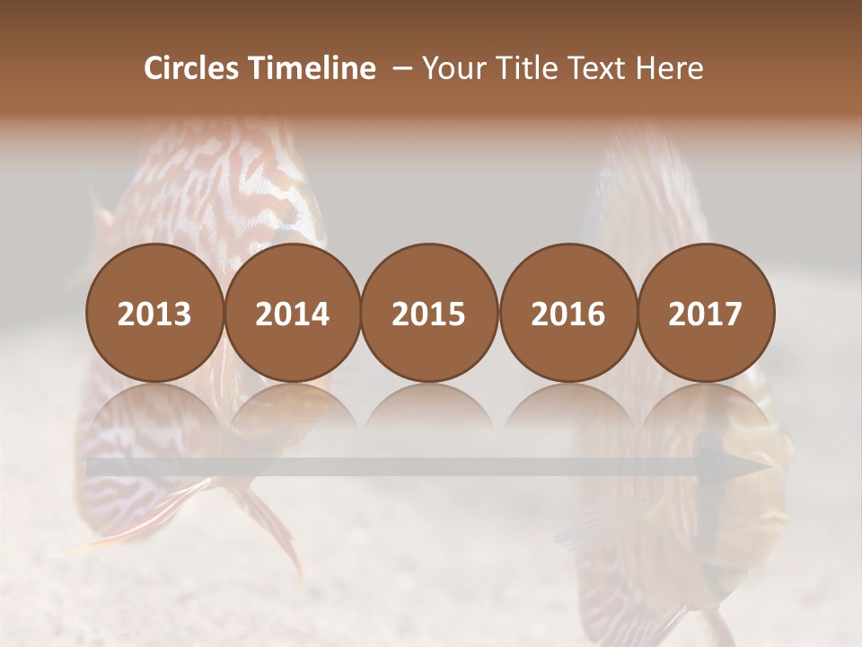 Colorful Tropical Symphysodon Discus Fish PowerPoint Template