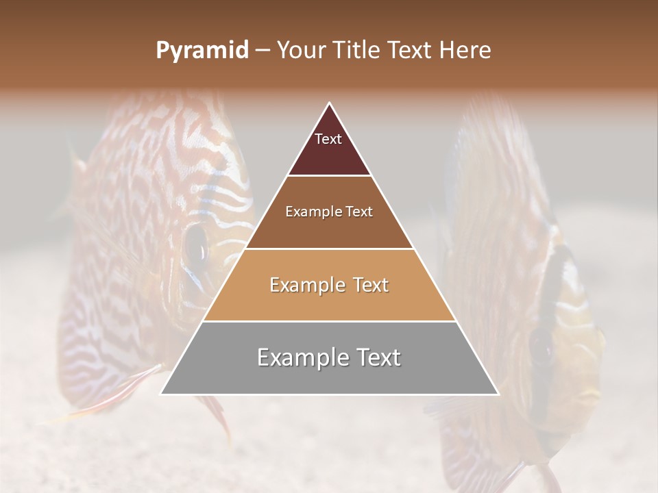 Colorful Tropical Symphysodon Discus Fish PowerPoint Template