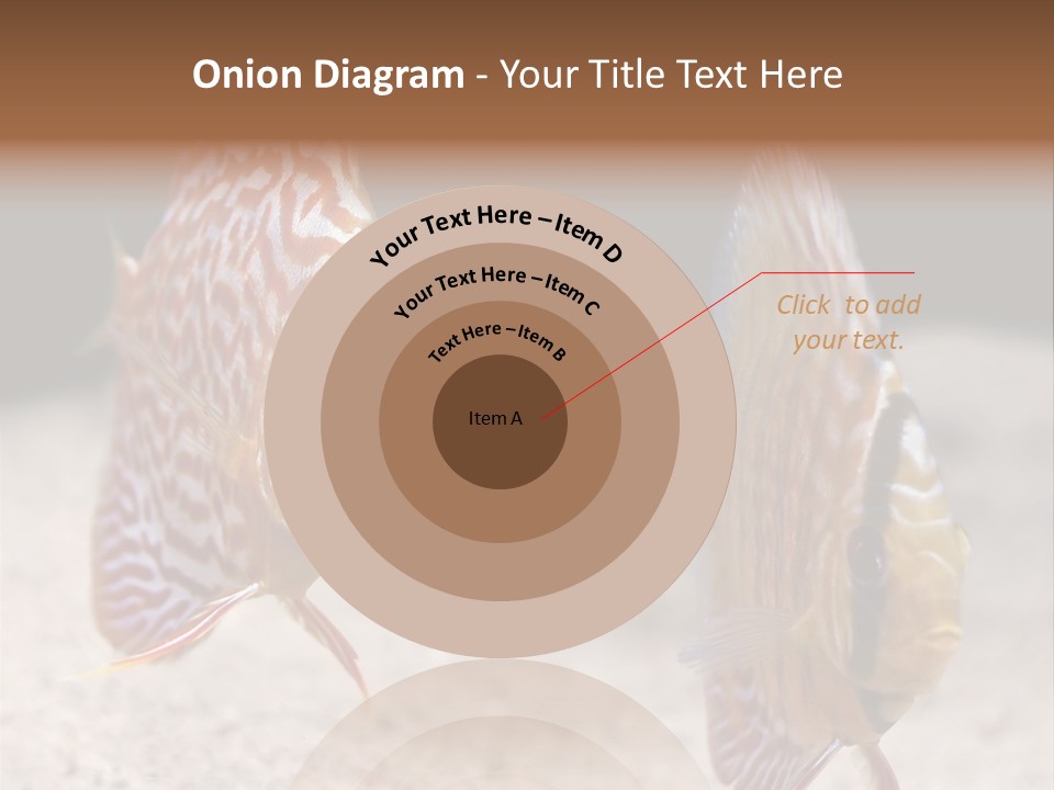 Colorful Tropical Symphysodon Discus Fish PowerPoint Template