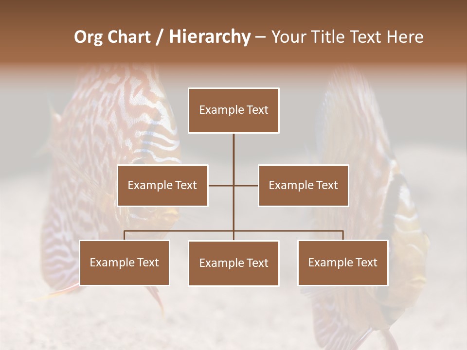 Colorful Tropical Symphysodon Discus Fish PowerPoint Template