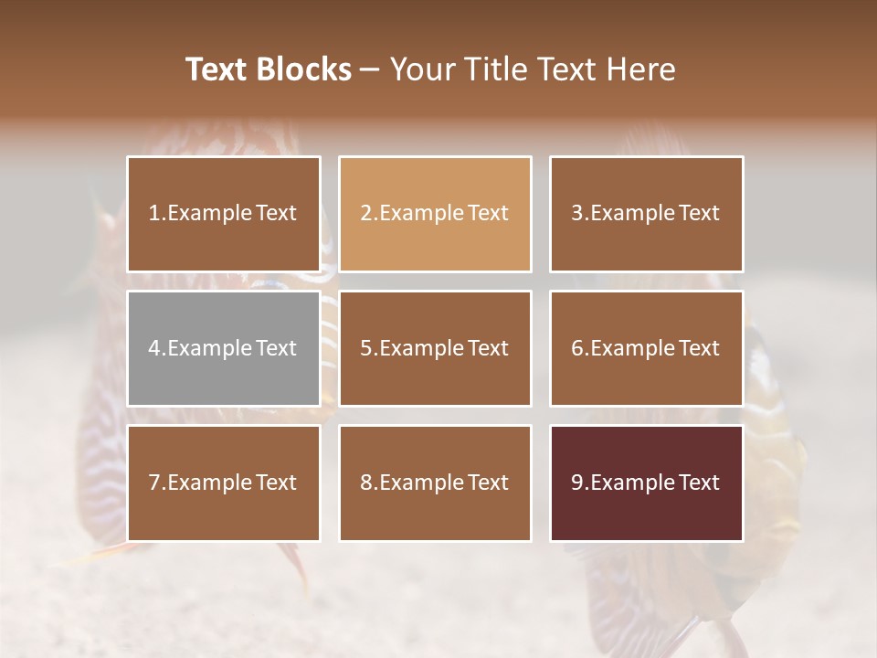 Colorful Tropical Symphysodon Discus Fish PowerPoint Template