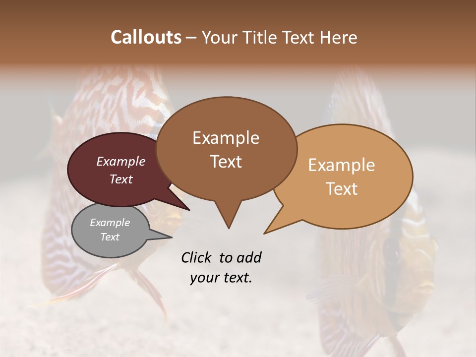 Colorful Tropical Symphysodon Discus Fish PowerPoint Template