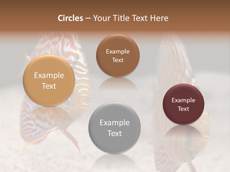 Colorful Tropical Symphysodon Discus Fish PowerPoint Template